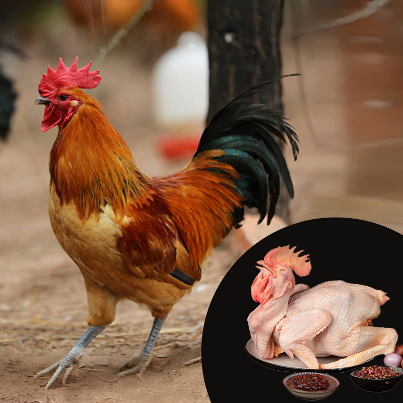 农场直发正宗皖南土公鸡青年脱温鸡肉质鲜美坏单包赔