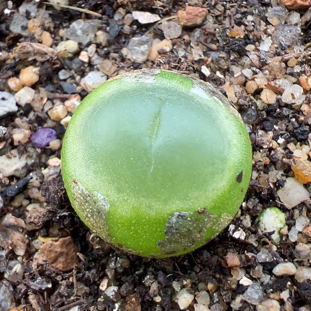 1.18好看的多肉472