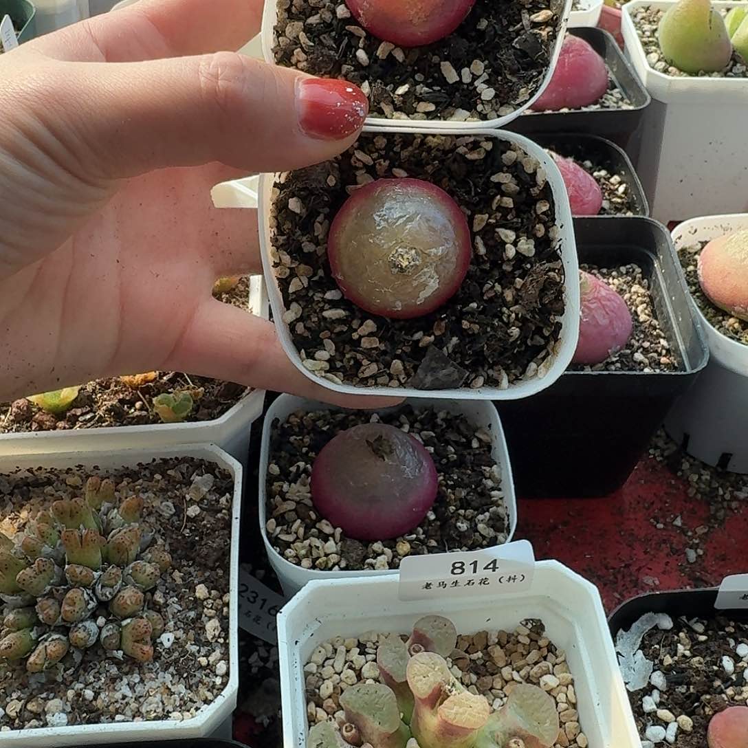 陈*糖老马生石花灯泡824