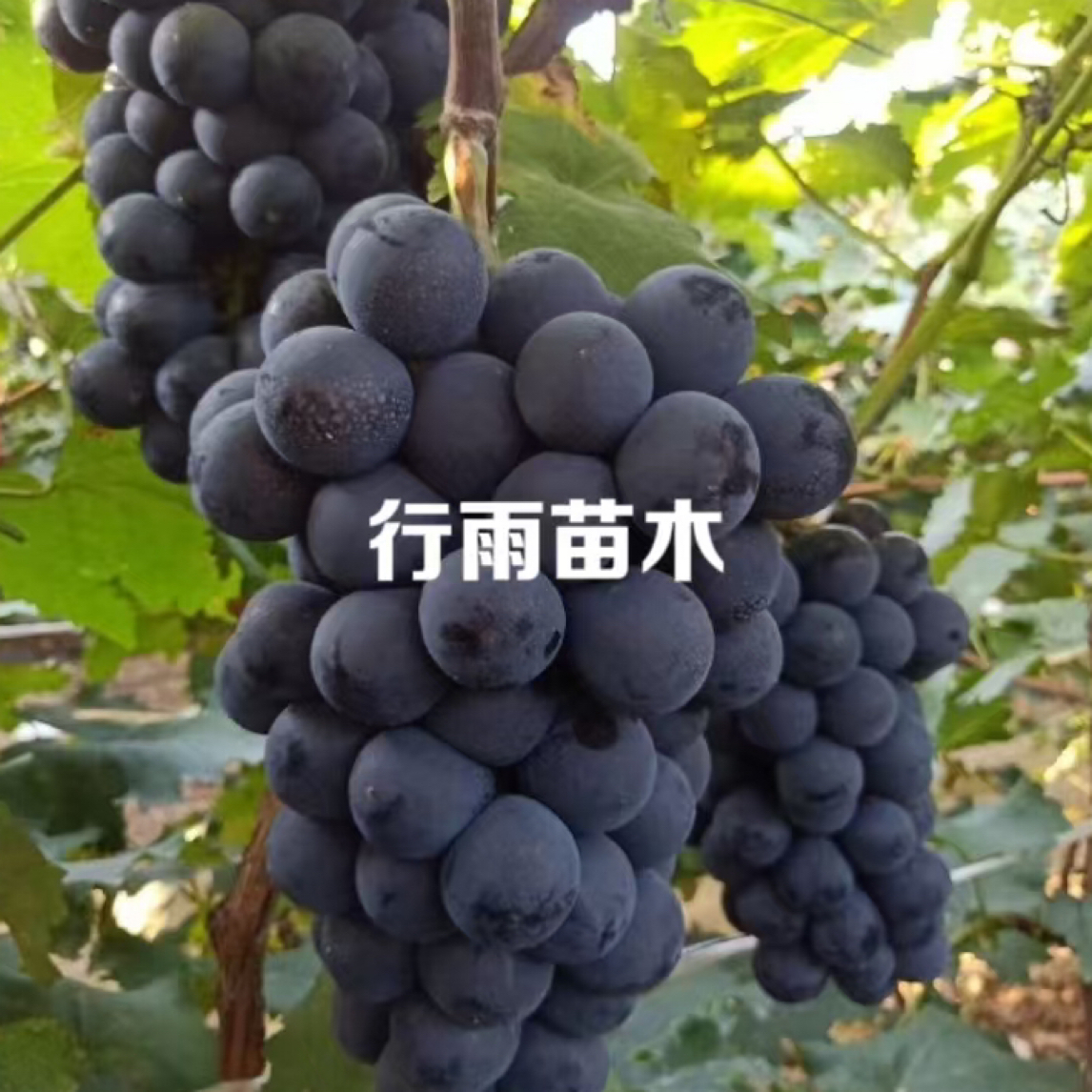 行雨苗木-香悦嫁接苗