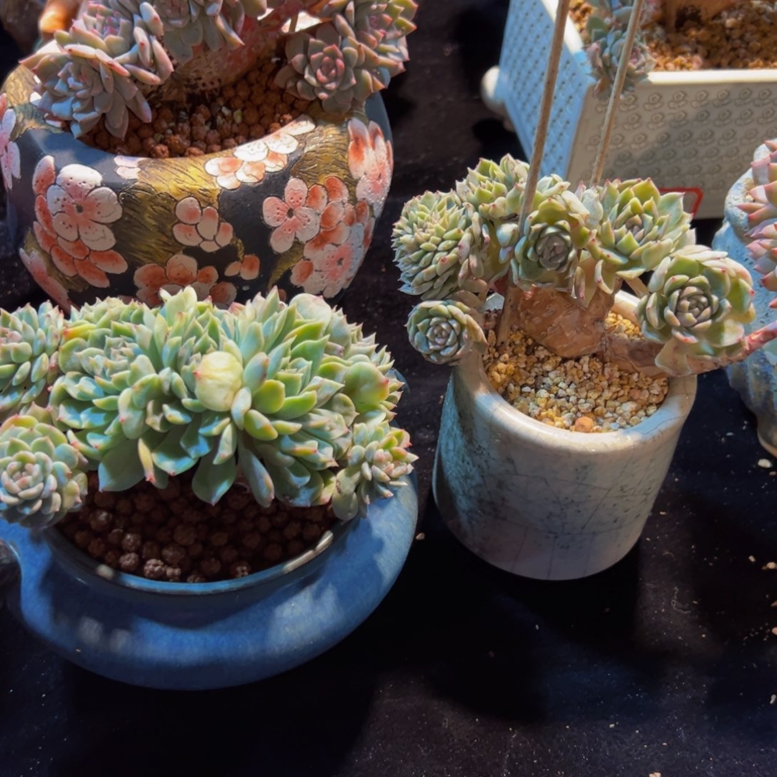 C****n新年快乐 新年快乐 新年快乐