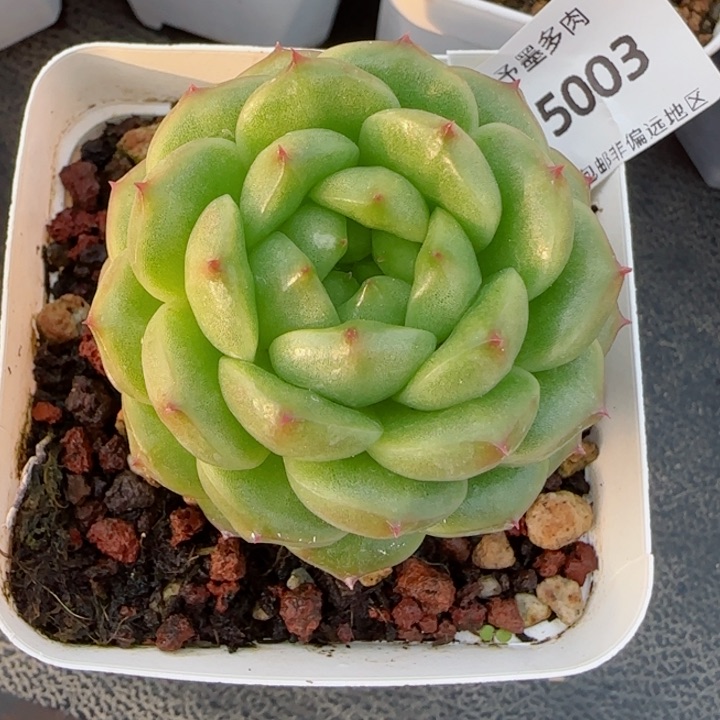 灯泡珍妮，5003多肉