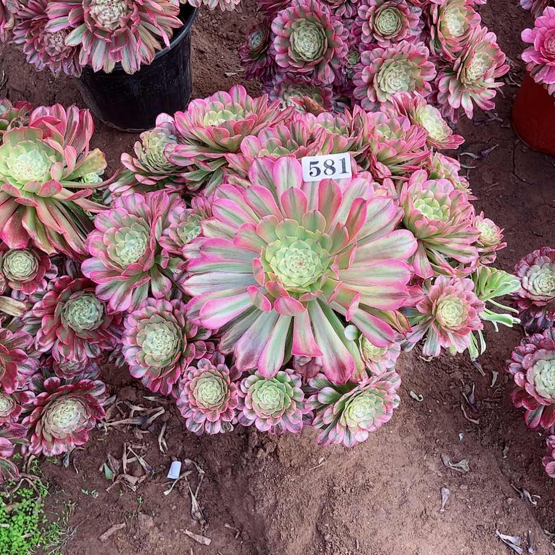 多肉植物581多肉