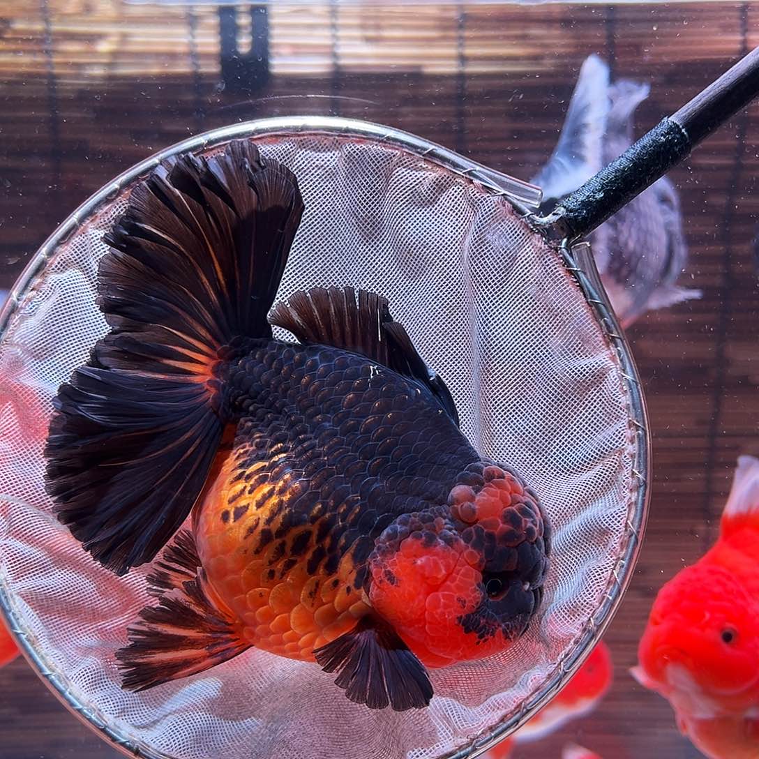 金鱼百褶泰狮冷水金鱼