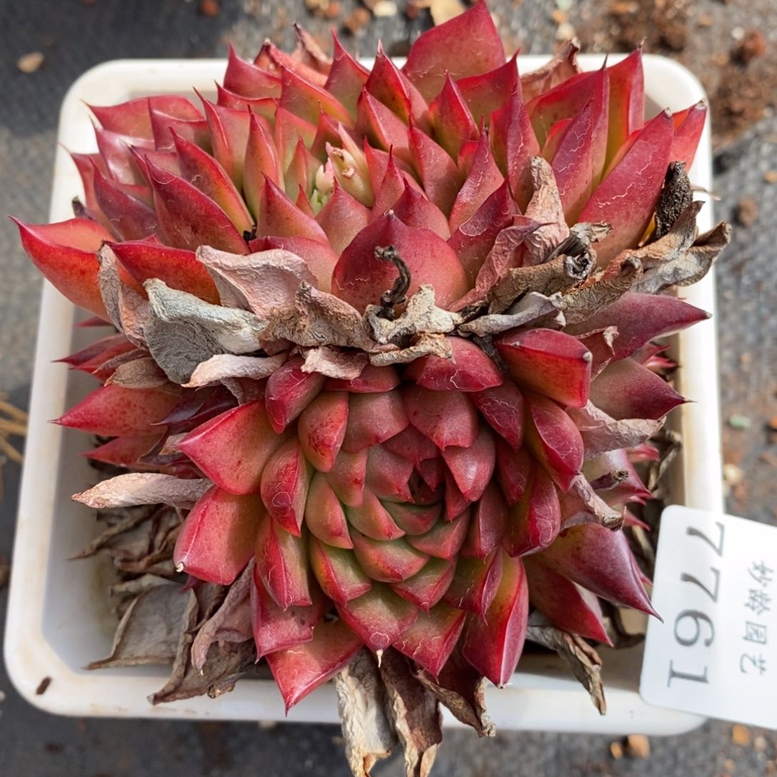 7761杂交多肉老桩基地