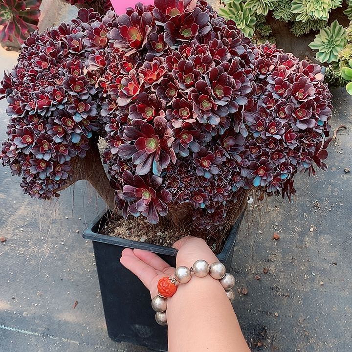 欧朵朵脱土发货啊