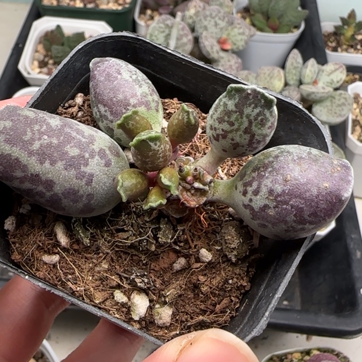 丸叶大紫斑海豹水泡