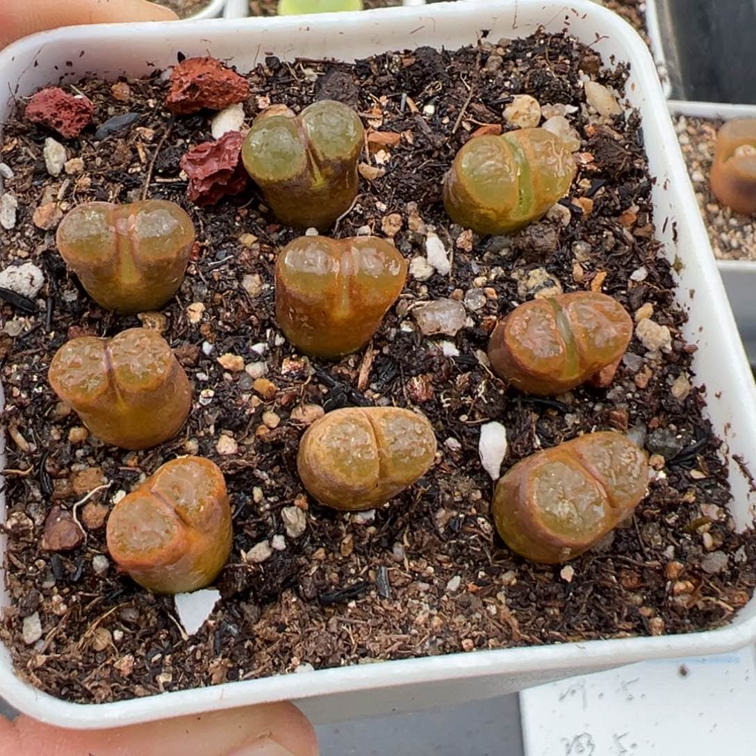 2.3好看的多肉a298