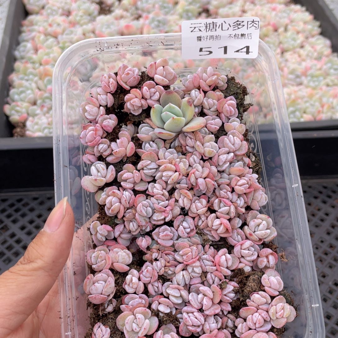 云糖心多肉植物514