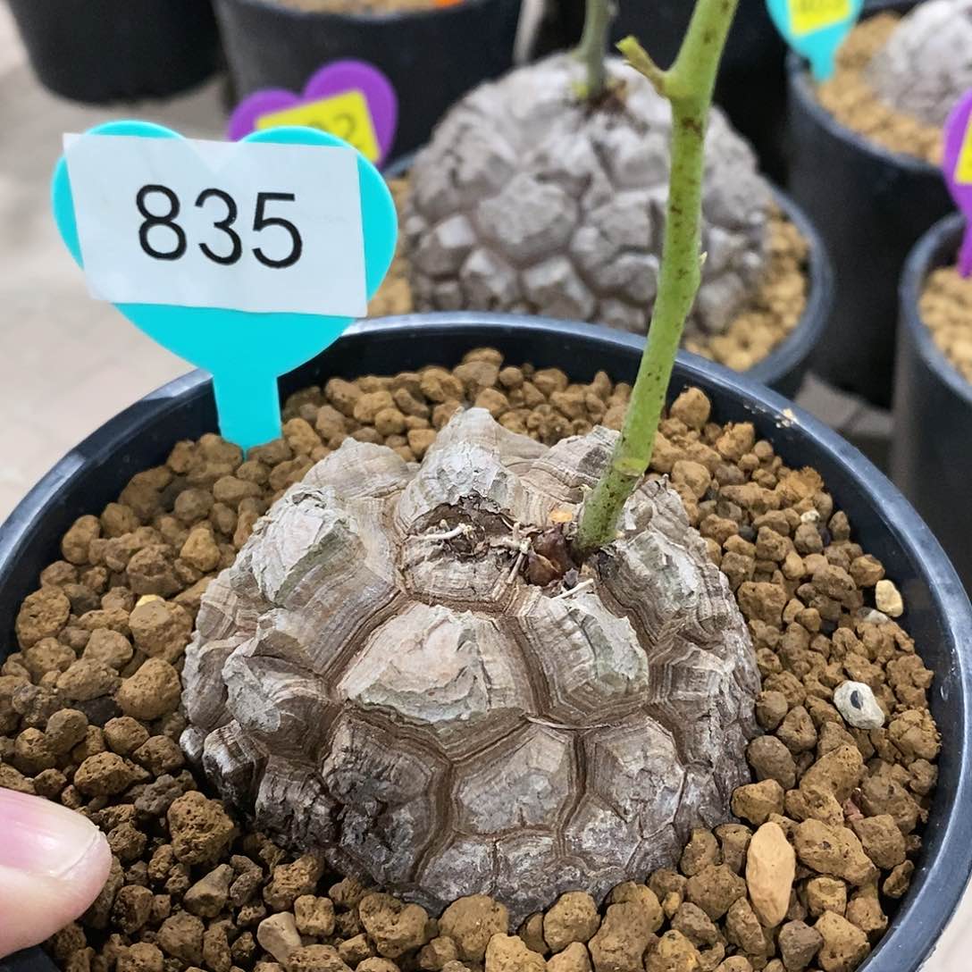 南非龟甲龙龟甲龙