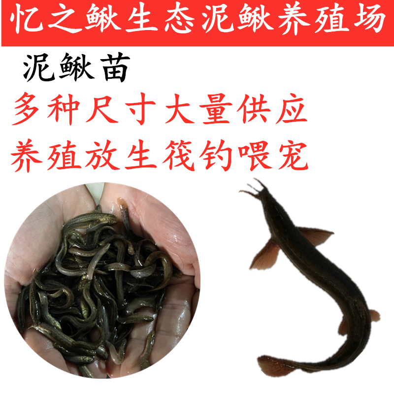 台湾小泥鳅苗鲜活本地青鳅杂交东北金鳅淡水养殖筏钓龙鱼乌龟饲料