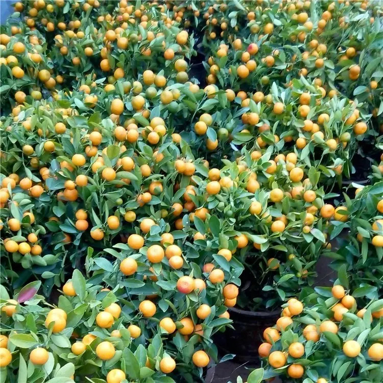 脆皮金桔发货盆栽树苗四季果树可食用橘子苗脆皮金橘室内常绿