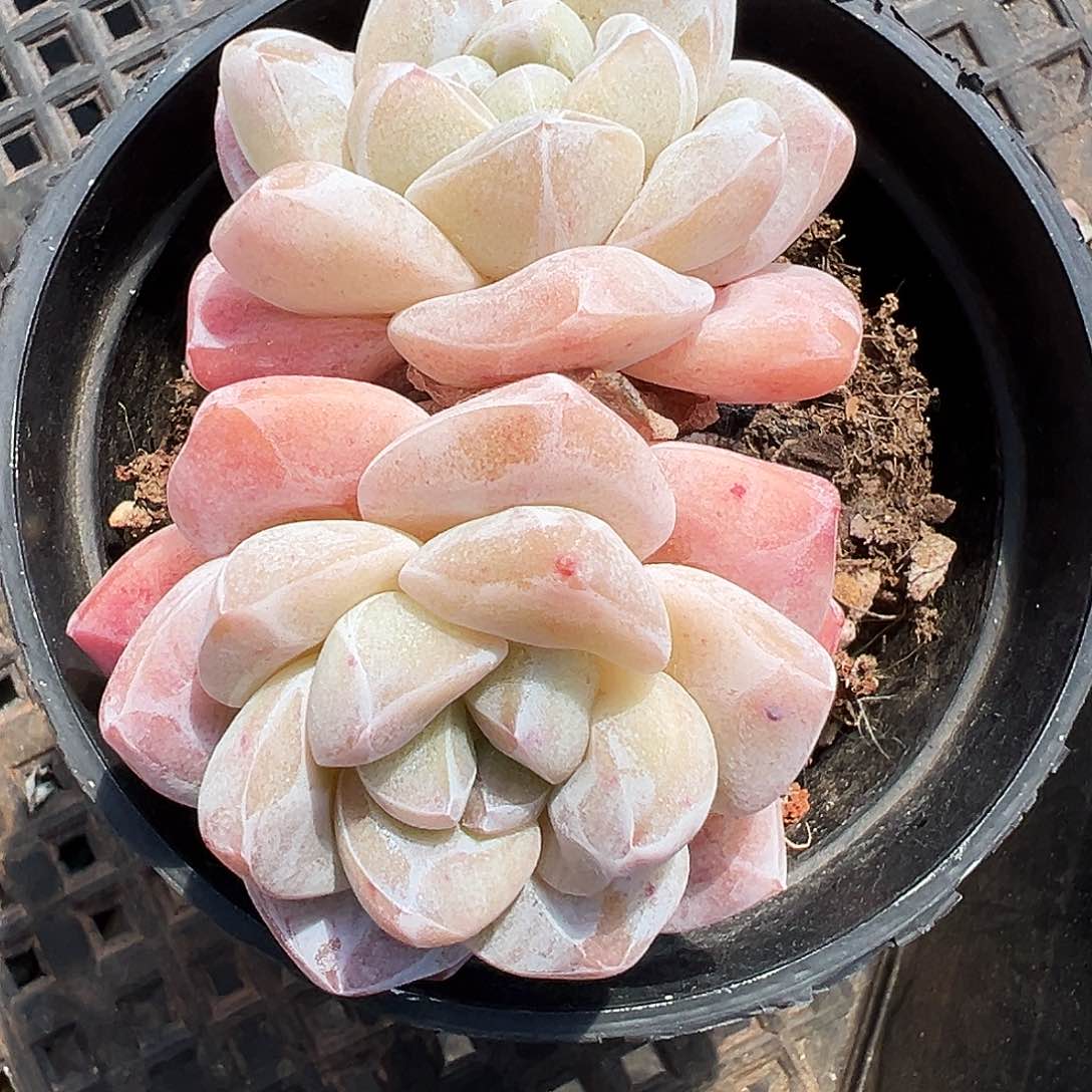 1206号福利冰玉牛腿