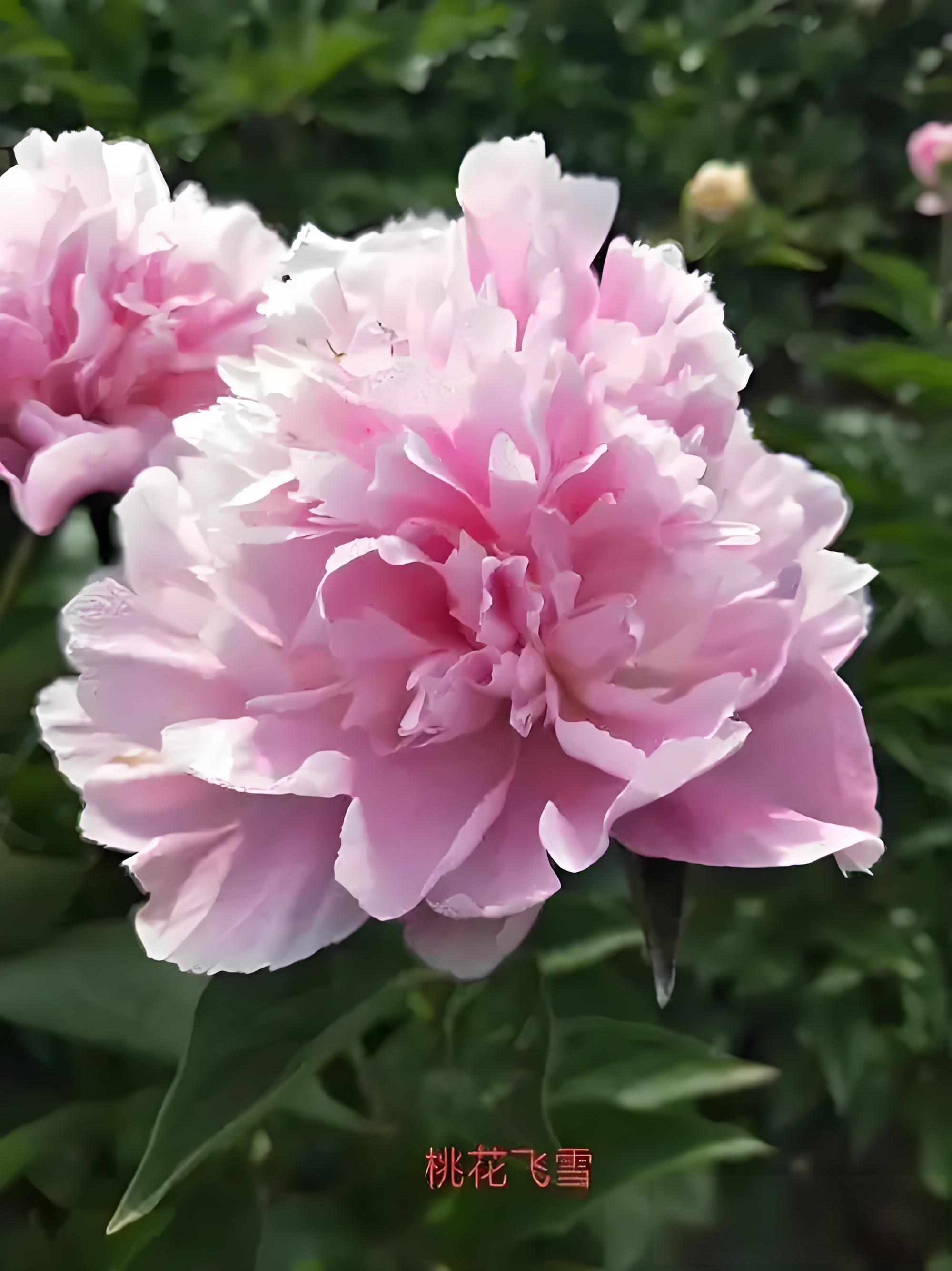 国产芍药，桃花飞雪