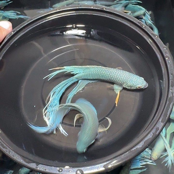 斗鱼直播间对图无纹蓝8