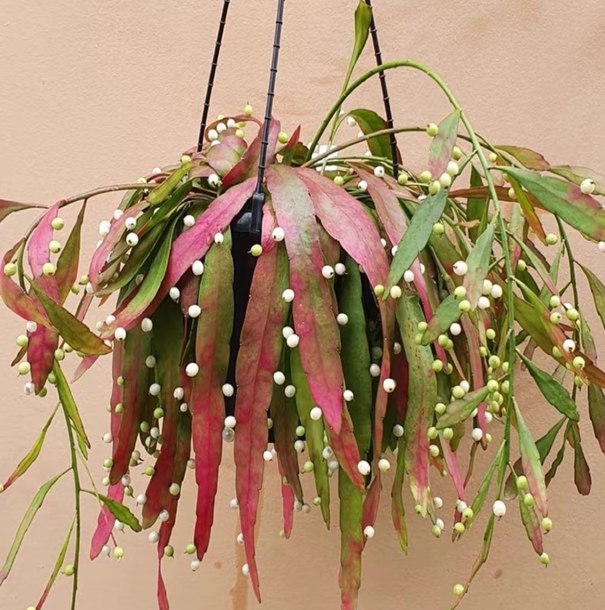 红叶丝苇 雨林植物 耐阴耐晒 小众易养护