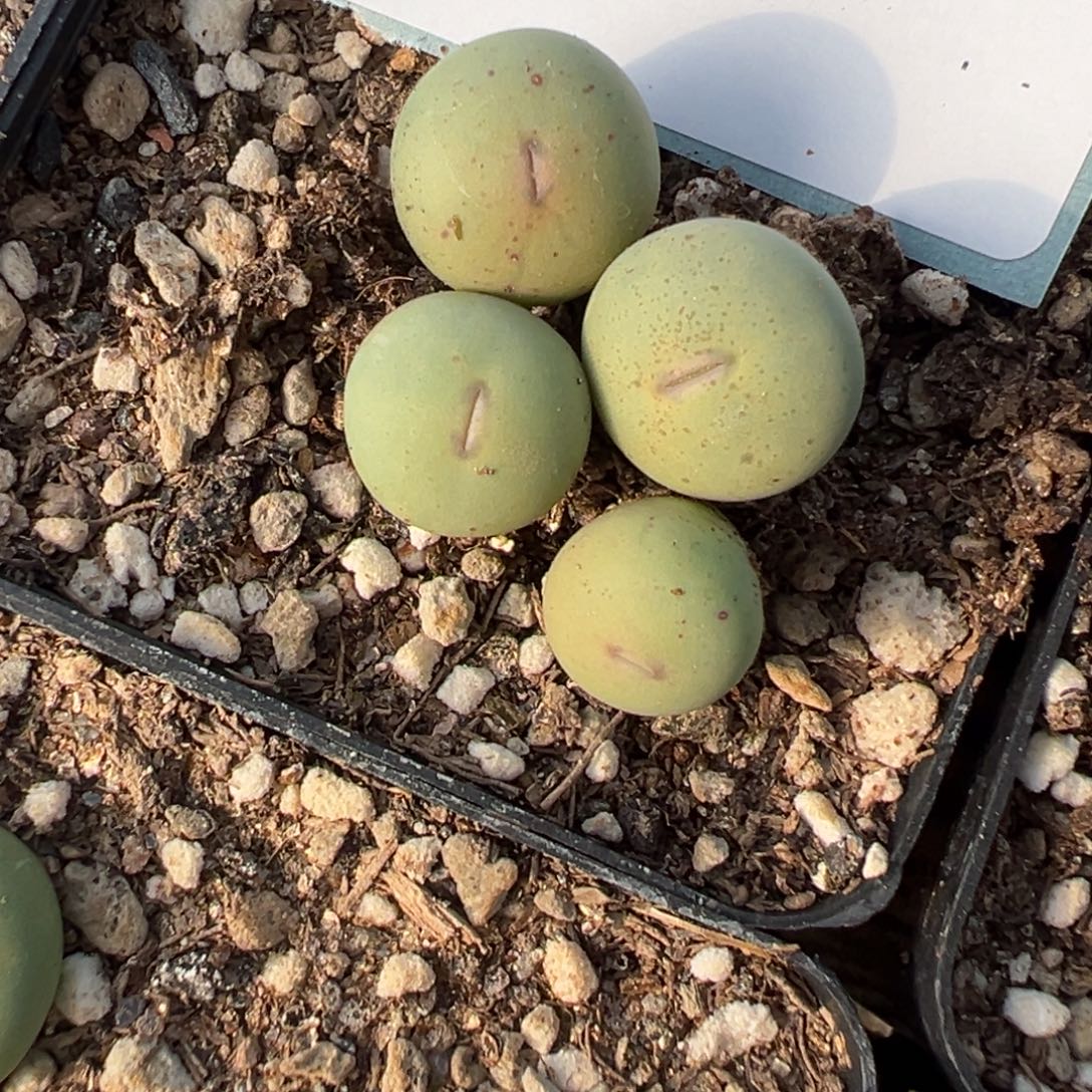 6-39量拍大型粉红嘴2颗