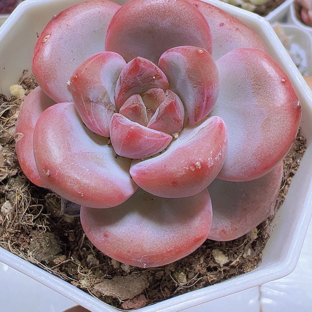 漫漫雪19包油多肉植物