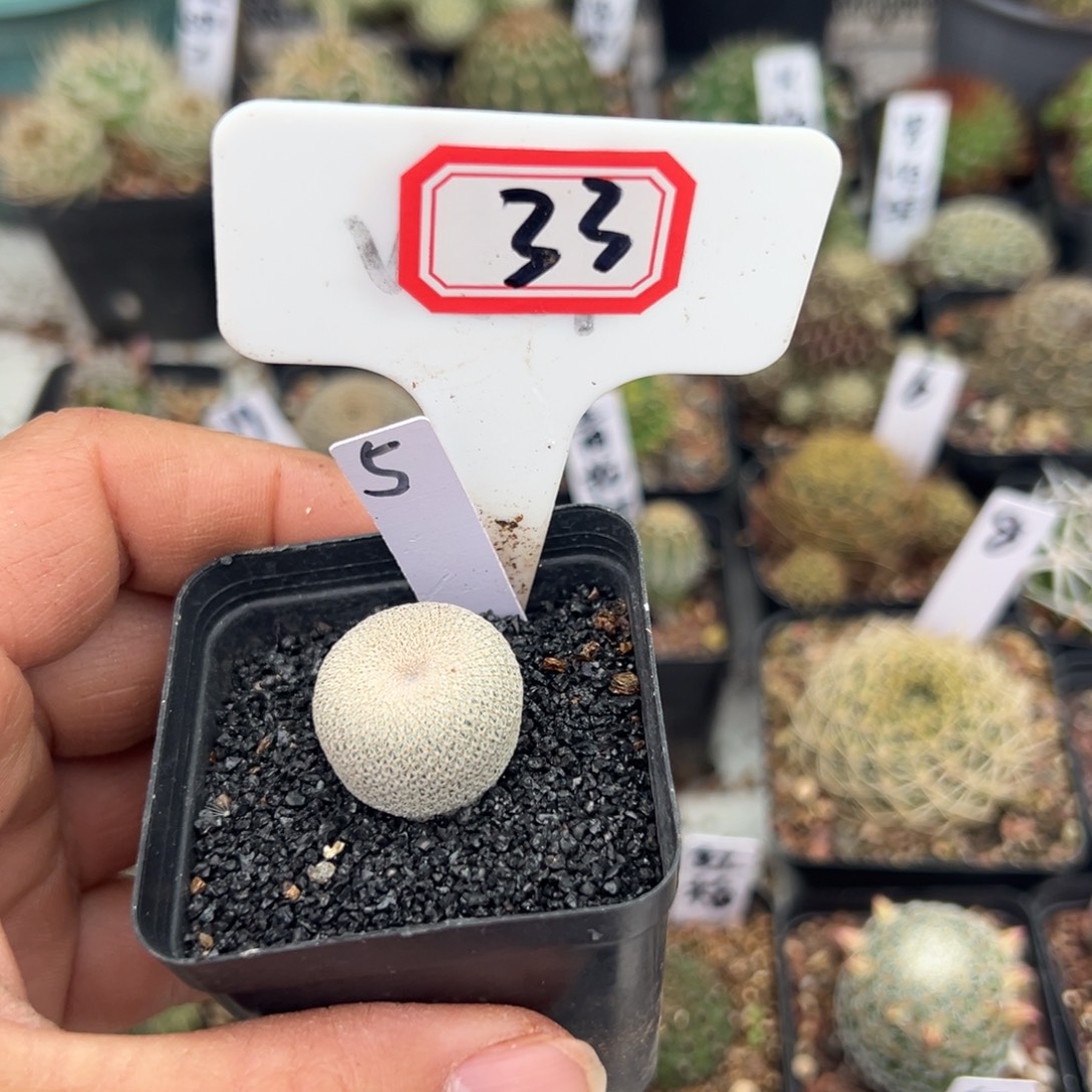 宋***隆33往事多肉园仙人球开花了