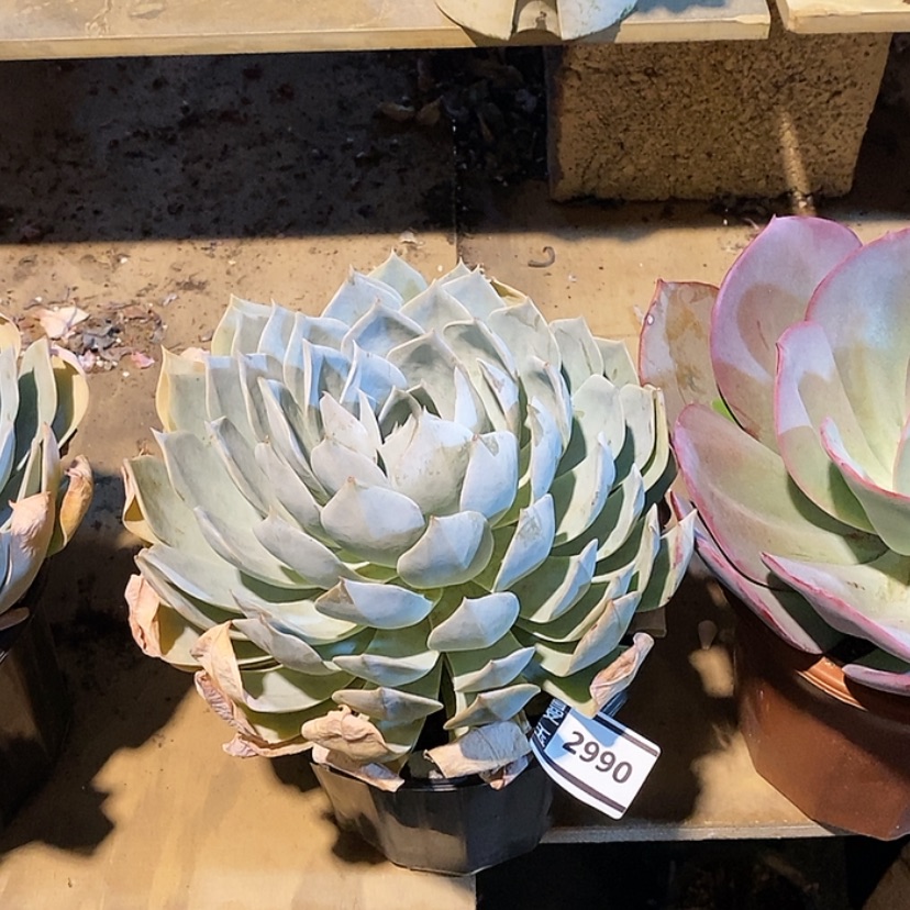 【闪购商品】薄叶蓝鸟2990