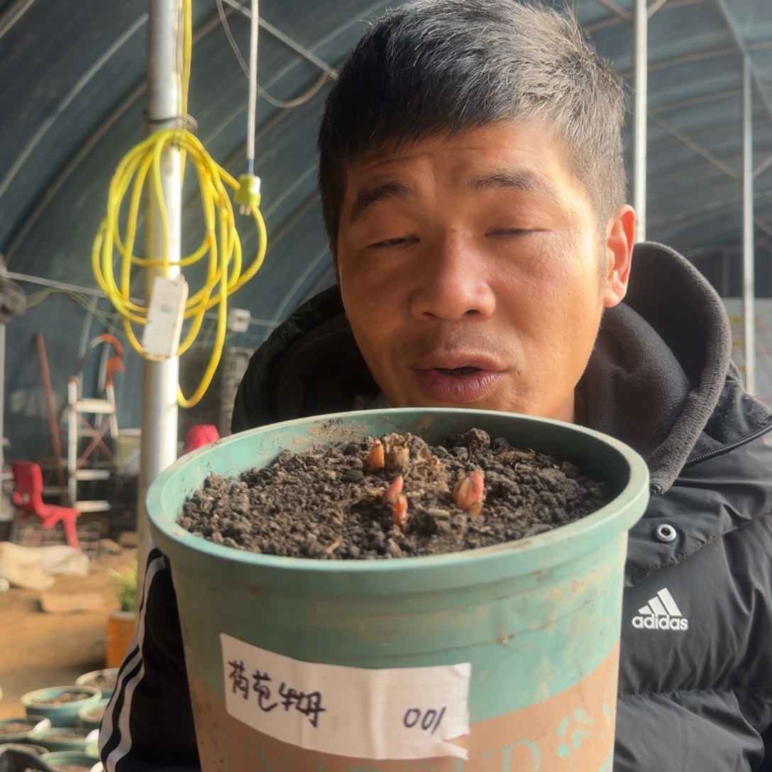 荷包牡丹001。                                                