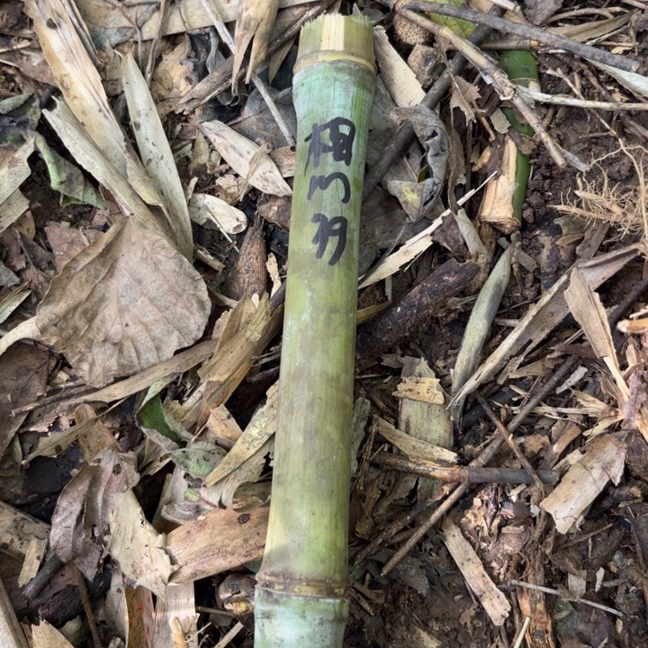 想***实心竹竹竹竹竹竹竹竹竹竹