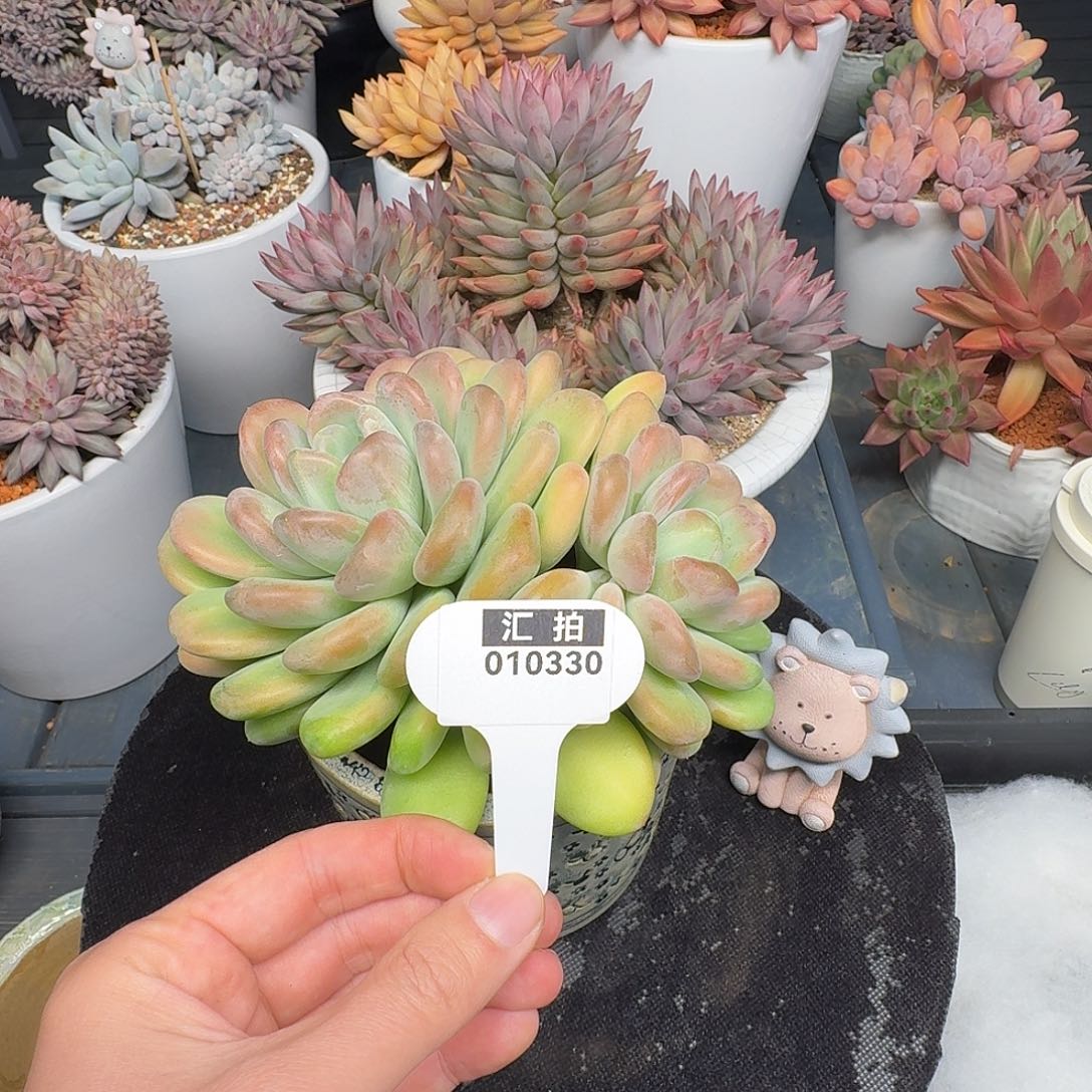 精品多肉植物010330