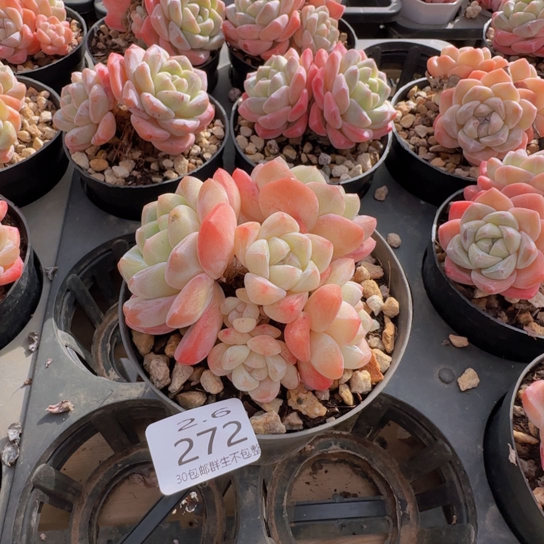 龙*丑冰玉老桩六头一颗脱土