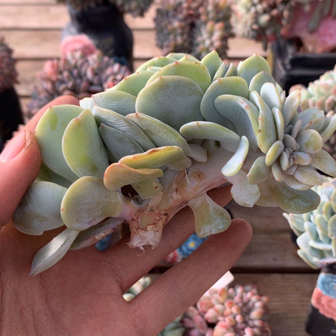 奶茶缀化哈哈哈哈哈哈哈哈