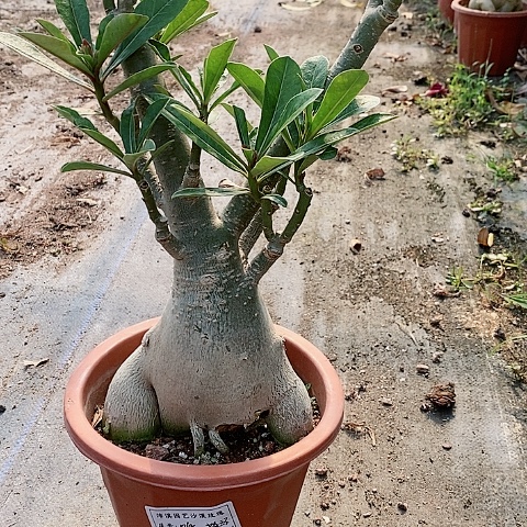 【闪购商品】无花朵指*