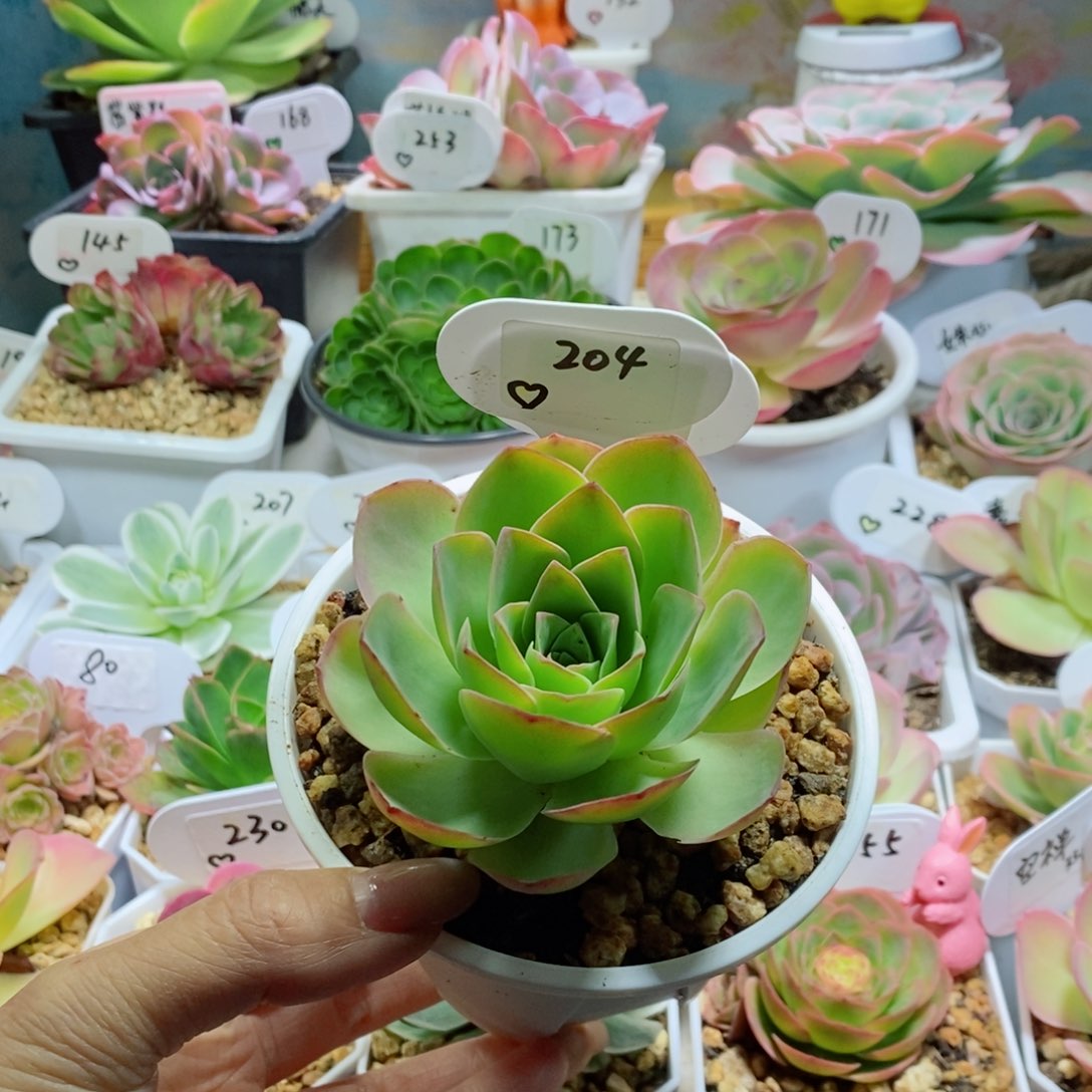 毛耶。      204。