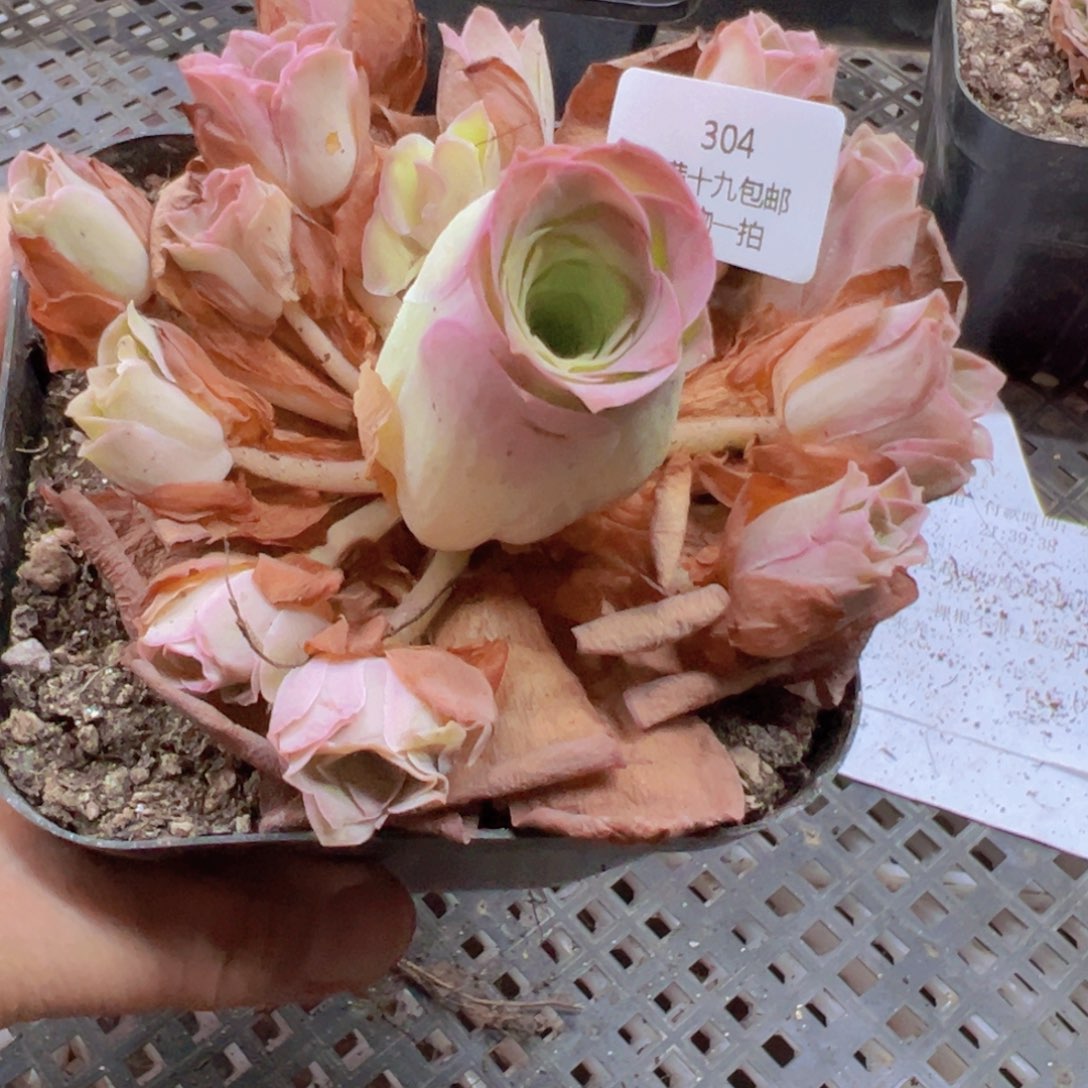 304 带盆土发货无售后
