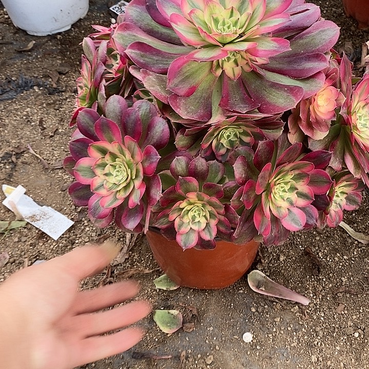 多肉植物火龙果235多肉
