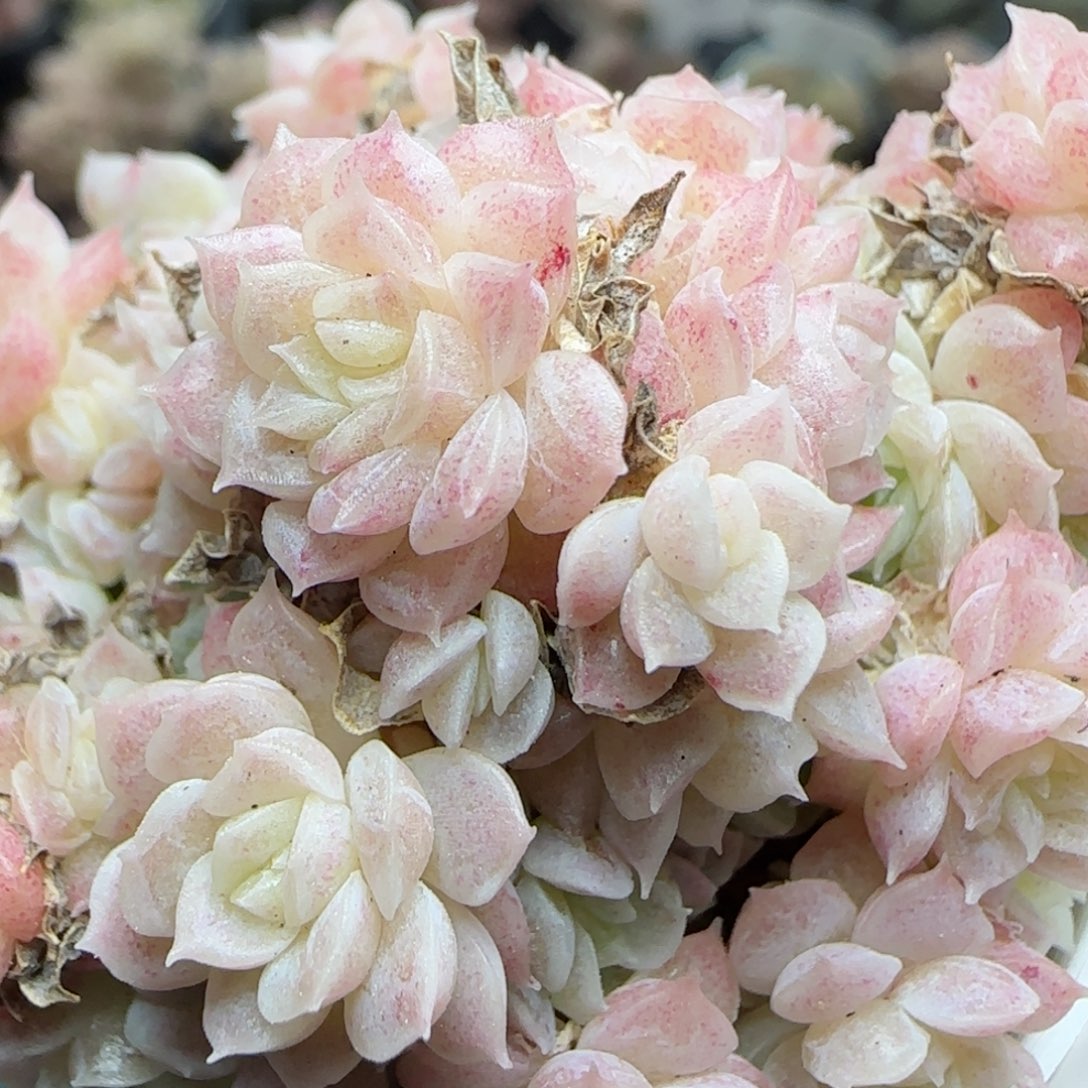 花语逸镜0225-449散