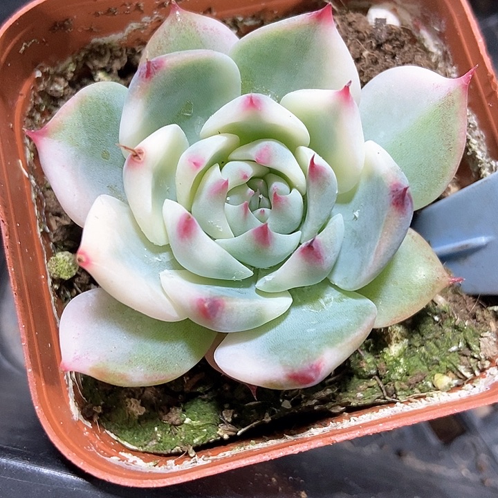 多肉植物吉娃娃锦6047