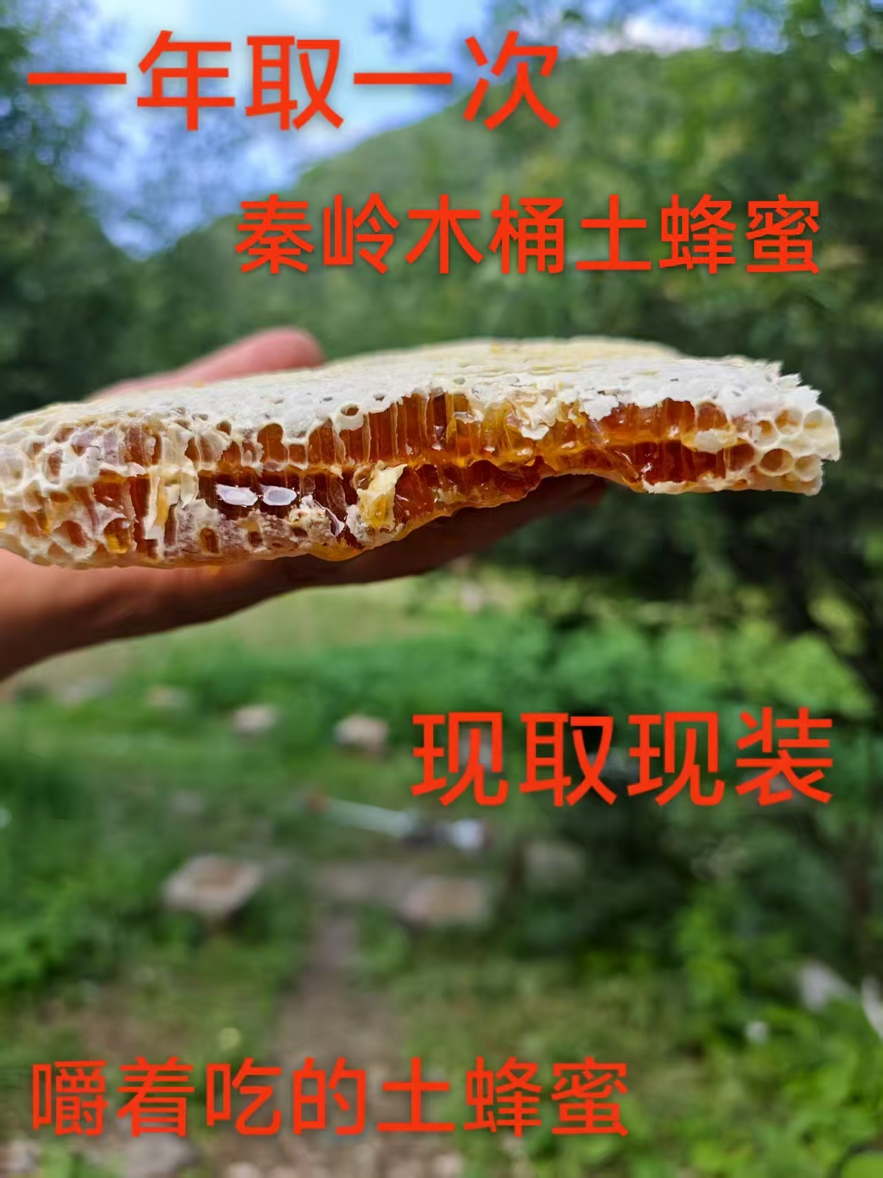 正宗秦岭木桶嚼着吃蜂巢蜜蜂蜜蜂巢土蜂蜜
