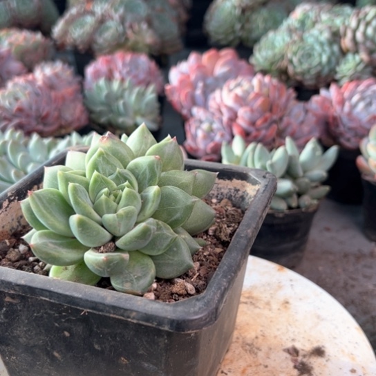 海豚多肉植物新手好养