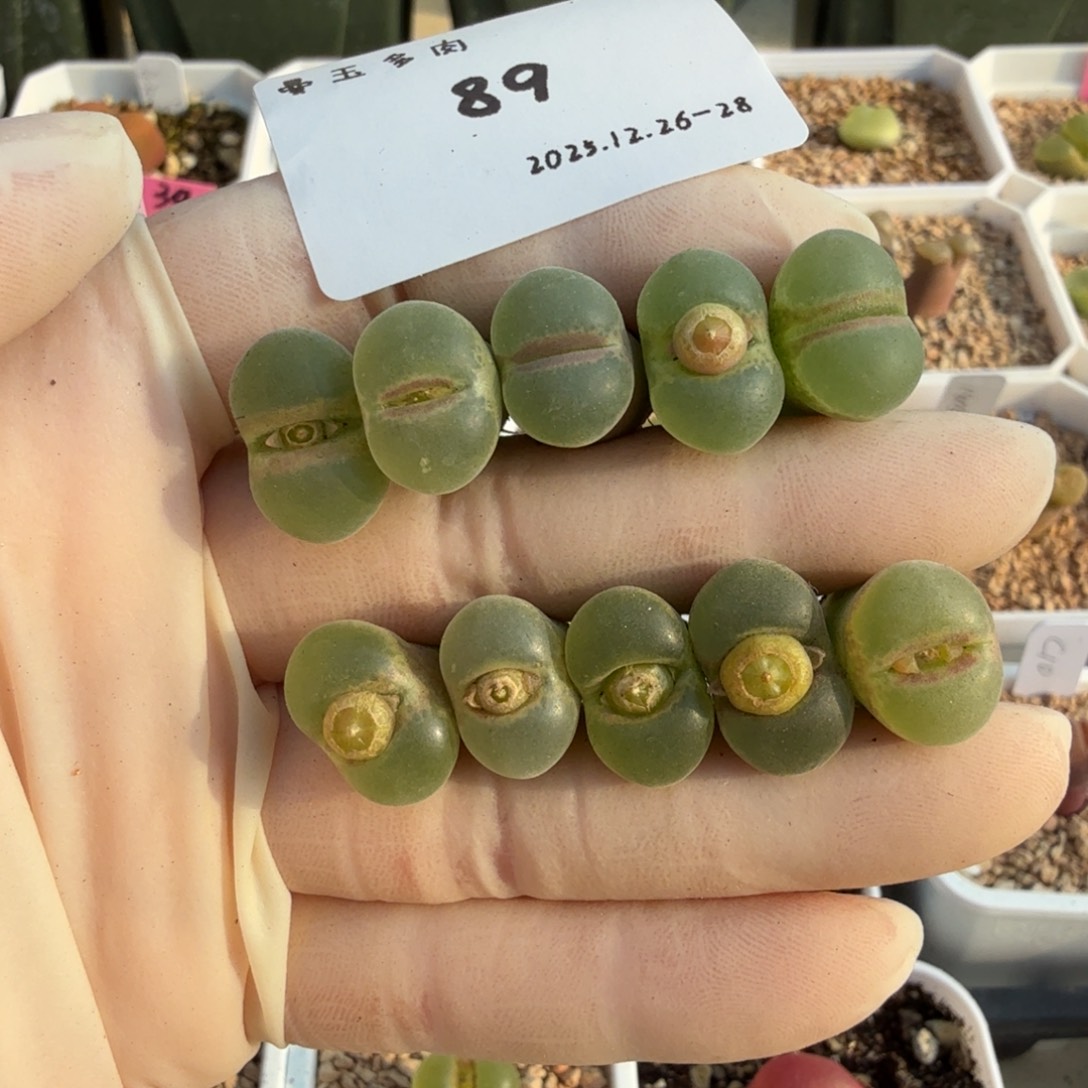 z***5多肉多肉多肉12-089