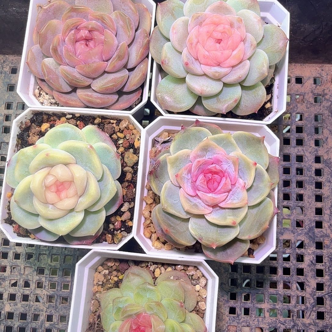 S***y开播福利巫拉拉多肉