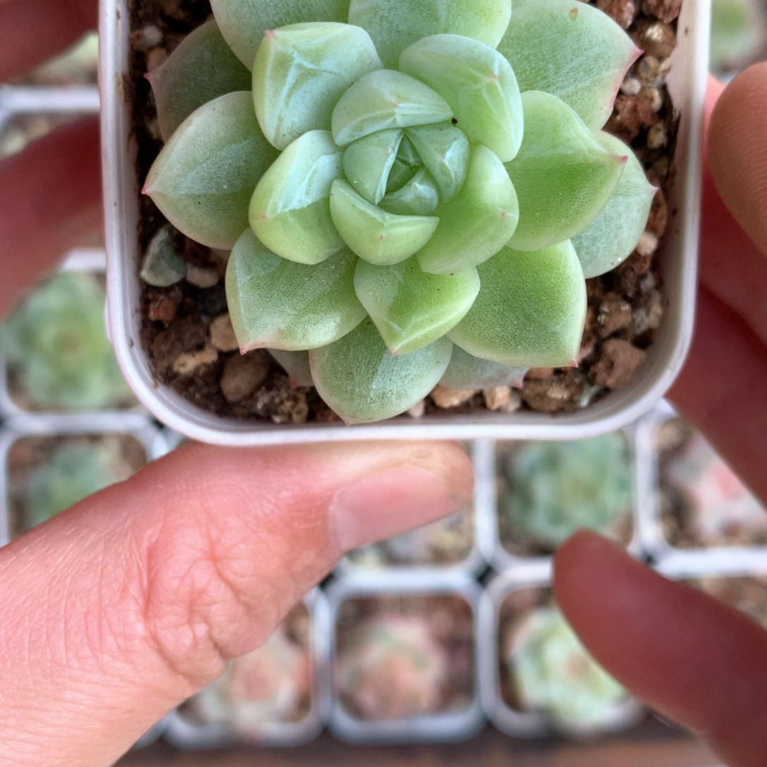 阴阳款。      1号