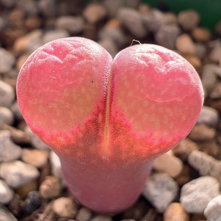 w846 青蛙2年流沙 超好状态。 