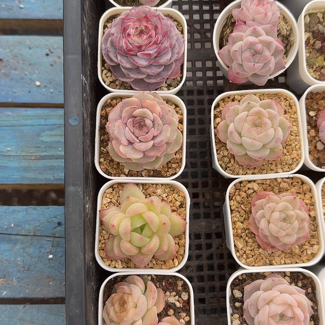 杂交新品珍妮多肉1515