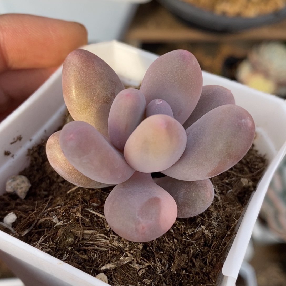 ℡****?奶酪锦多肉植物