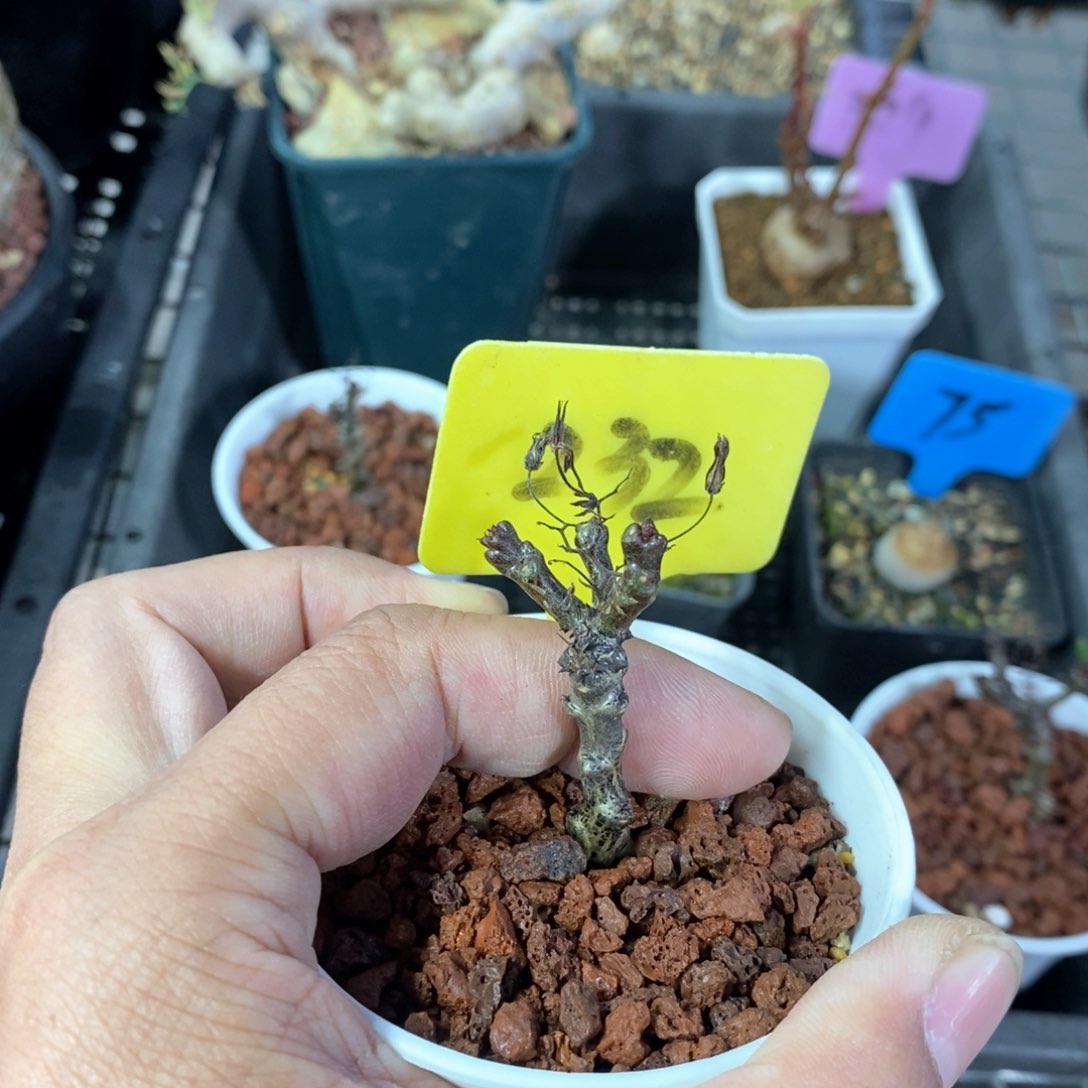 黑曼巴多肉植物一个