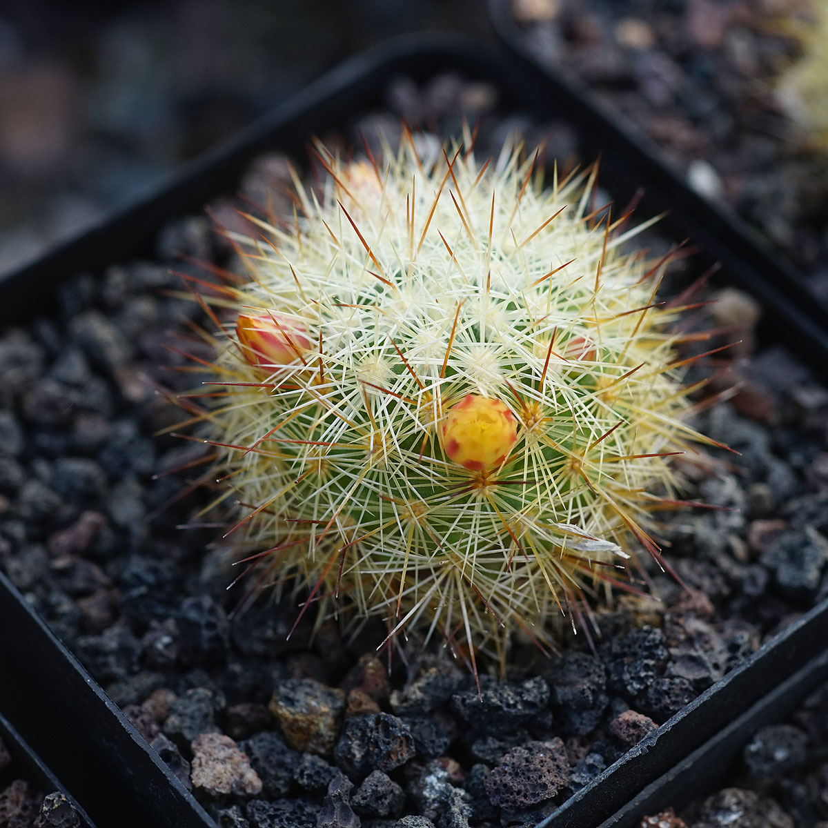 Mammillaria densispina 金纤 仙人球