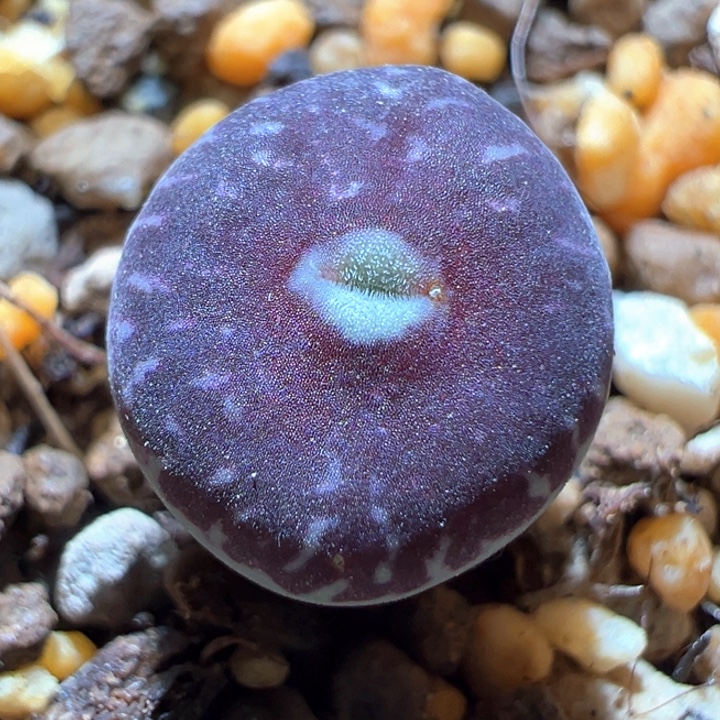 895。 两年。 青蛙种源优选巧克力豆美墨。 