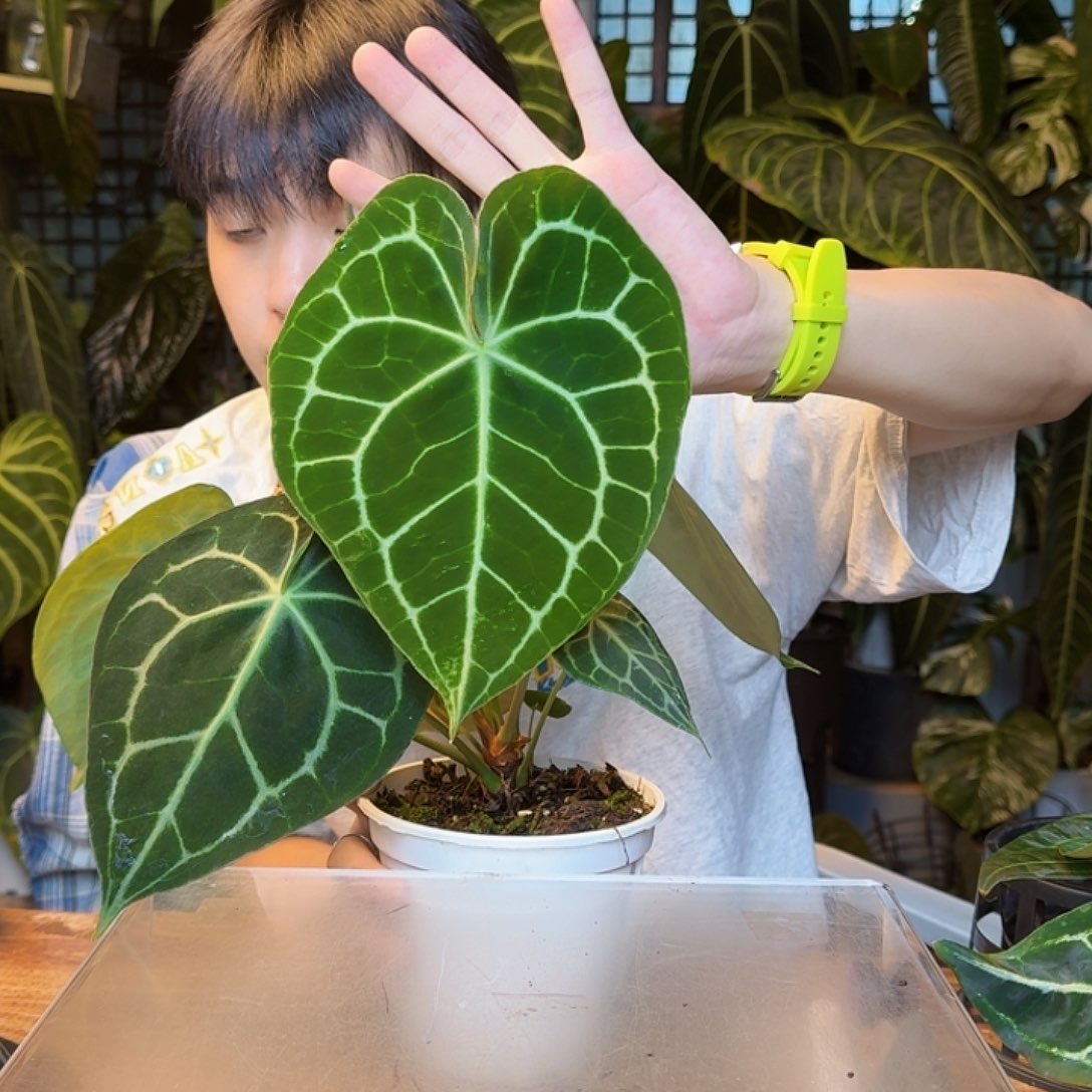 吴****完全开放晨雾克莱恩Y123