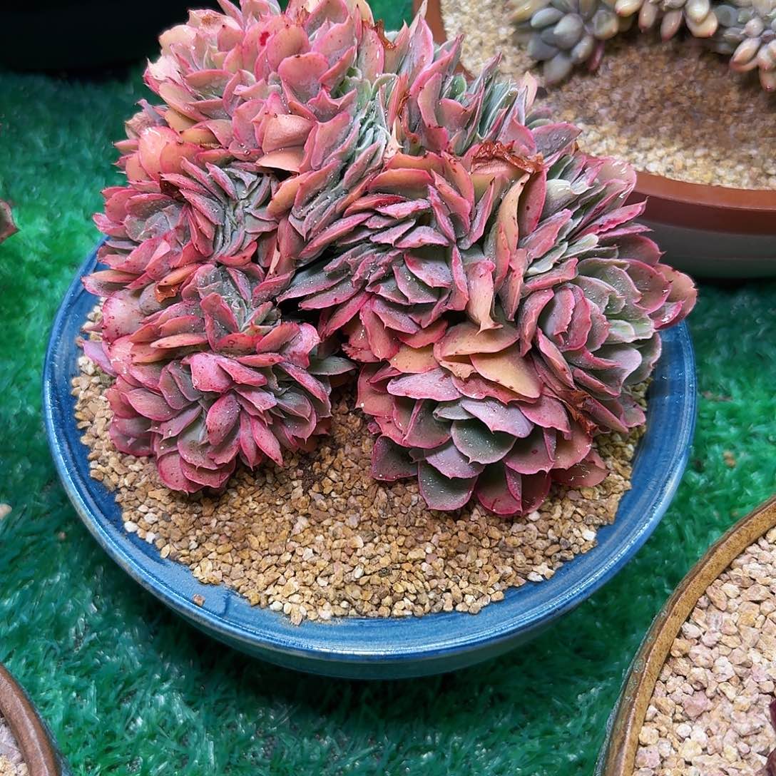 用****4多肉植物不带盆发货