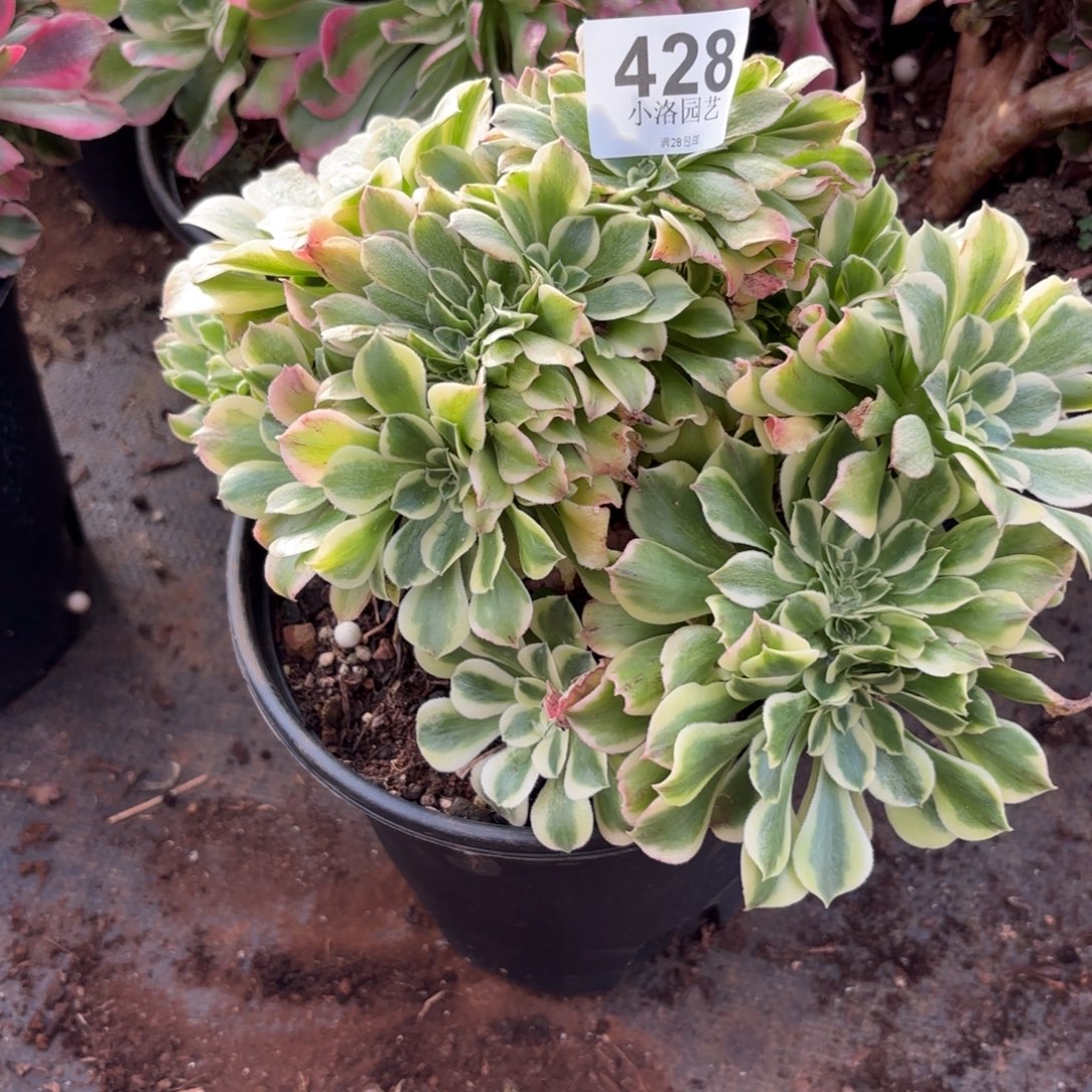 用***0428号迈巴赫缀化多肉植物