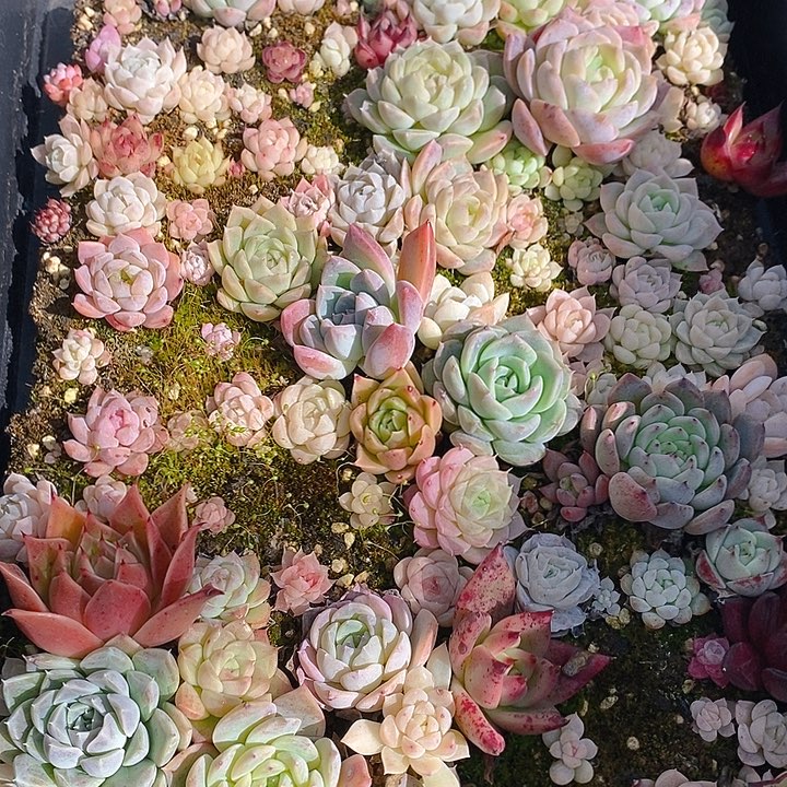 96 多肉植物盆栽花卉植物